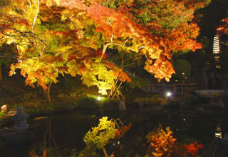 長谷寺の紅葉ライトアップ（夜間特別拝観）を開催