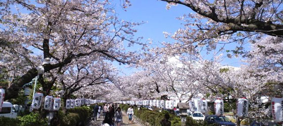 桜色に染まる春